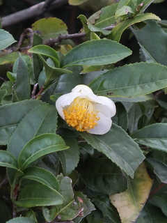 DSCF3044.JPG