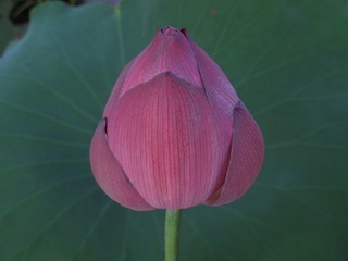 この華を 見つめて過去を 拭き払う.jpg